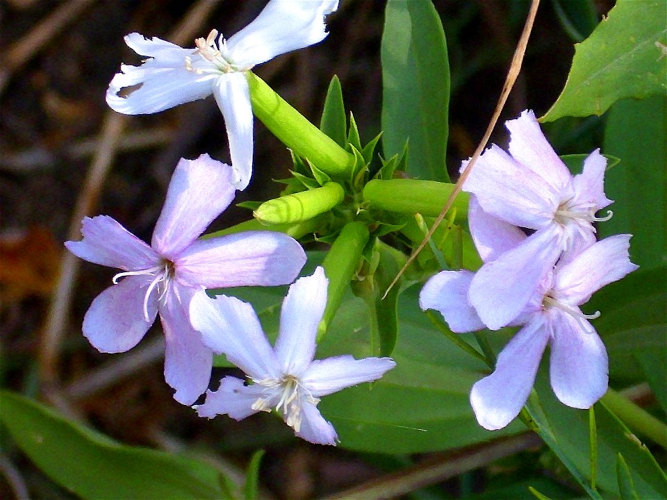 Saponaria officinalis flowers close up, Sierra Madrona, Spain