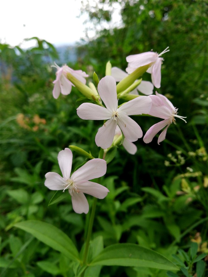 Saponaria officinalis (fleur)