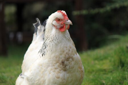 Poultry pet animal photo