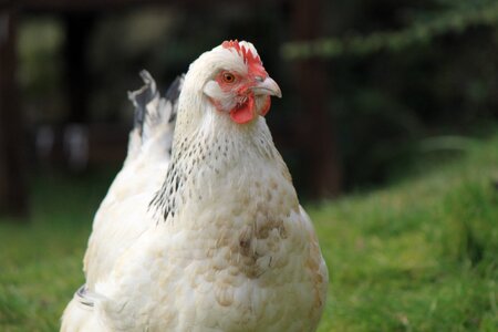 Poultry pet animal