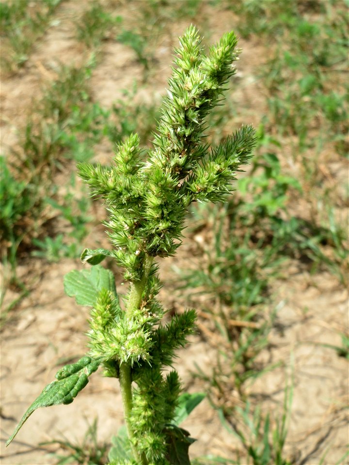 Zurückgebogener Amarant (Amaranthus retroflexus) in Hockenheim-Talhaus