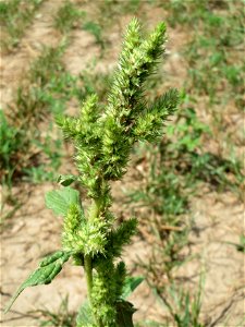 Zurückgebogener Amarant (Amaranthus retroflexus) in Hockenheim-Talhaus