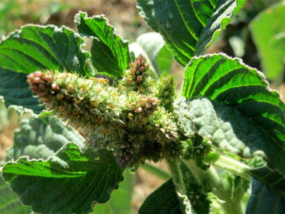Zurückgebogener Amarant (Amaranthus retroflexus) in Hockenheim