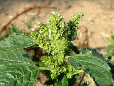 Zurückgebogener Amarant (Amaranthus retroflexus) auf einem Sandhügel einer Baustelle in Hockenheim