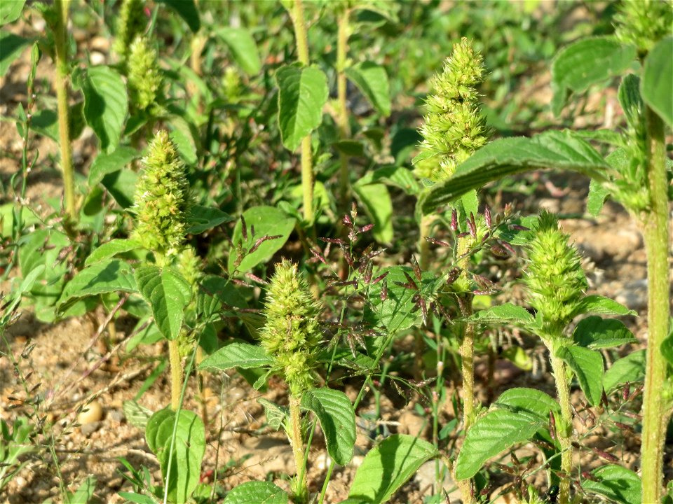 Zurückgebogener Amarant (Amaranthus retroflexus) auf einem Sandhügel einer Baustelle in Hockenheim