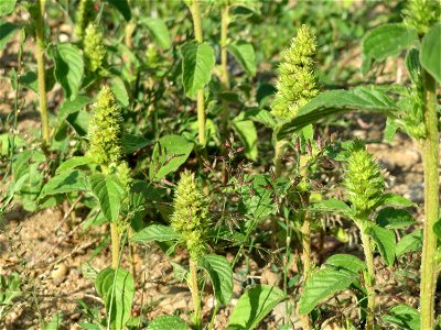 Zurückgebogener Amarant (Amaranthus retroflexus) auf einem Sandhügel einer Baustelle in Hockenheim