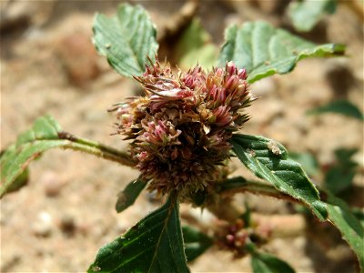 Von Kaninchen bis zur Unkenntlichkeit abgefressener Amarant (Amaranthus retroflexus) in Hockenheim-Talhaus