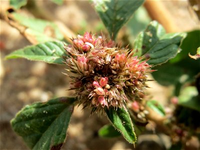 Von Kaninchen bis zur Unkenntlichkeit abgefressener Amarant (Amaranthus retroflexus) in Hockenheim-Talhaus