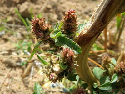 Von Kaninchen bis zur Unkenntlichkeit abgefressener Amarant (Amaranthus retroflexus) in Hockenheim-Talhaus