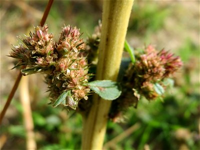 Von Kaninchen bis zur Unkenntlichkeit abgefressener Amarant (Amaranthus retroflexus) in Hockenheim-Talhaus