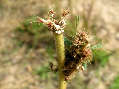 Von Kaninchen bis zur Unkenntlichkeit abgefressener Amarant (Amaranthus retroflexus) in Hockenheim-Talhaus