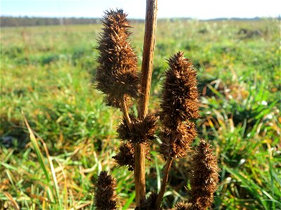 Zurückgebogener Amarant (Amaranthus retroflexus) bei Hockenheim