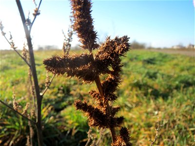 Zurückgebogener Amarant (Amaranthus retroflexus) bei Hockenheim