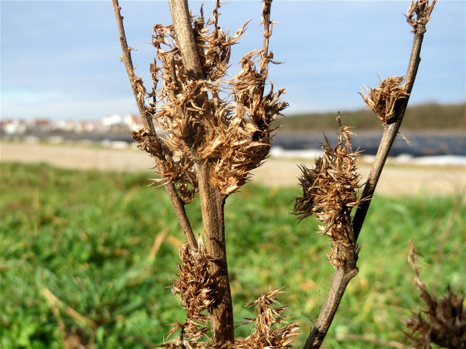 Zurückgebogener Amarant (Amaranthus retroflexus) bei Hockenheim
