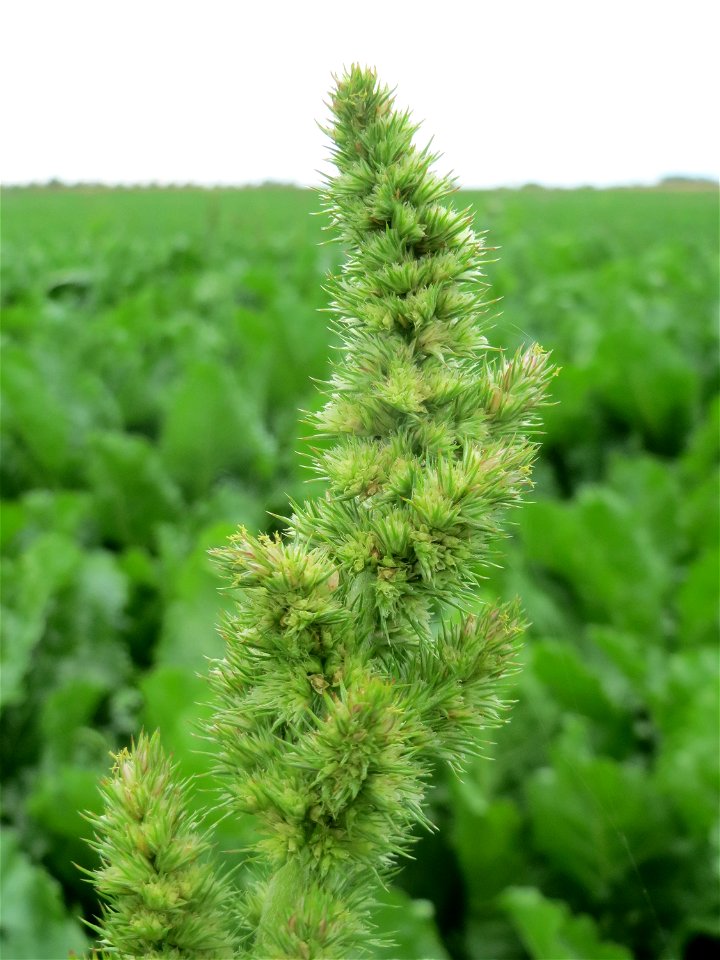 Zurückgebogener Amarant oder Acker-Fuchsschwanz (Amaranthus retroflexus) bei Wiesbaden-Nordenstadt