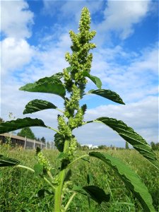 Zurückgebogener Amarant (Amaranthus retroflexus) in Hockenheim