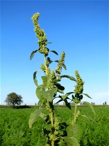 Zurückgebogener Amarant (Amaranthus retroflexus) am ehemaligen Kraichbachverlauf bei Hockenheim. Der frühere Kraichbachverlauf zwischen Hockenheim und Reilingen läßt sich noch deutlich an Hecken und G