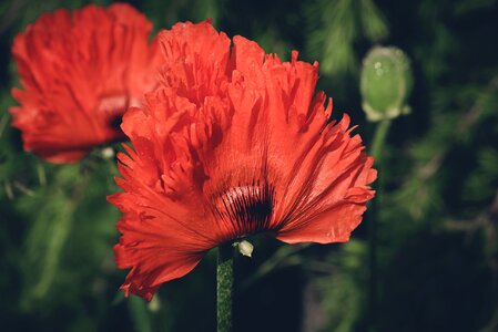 Nature mohngewaechs poppy flower photo