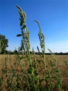 Grünähriger Amarant (Amaranthus powellii) bei Reilingen - eingeschleppt aus Südamerika