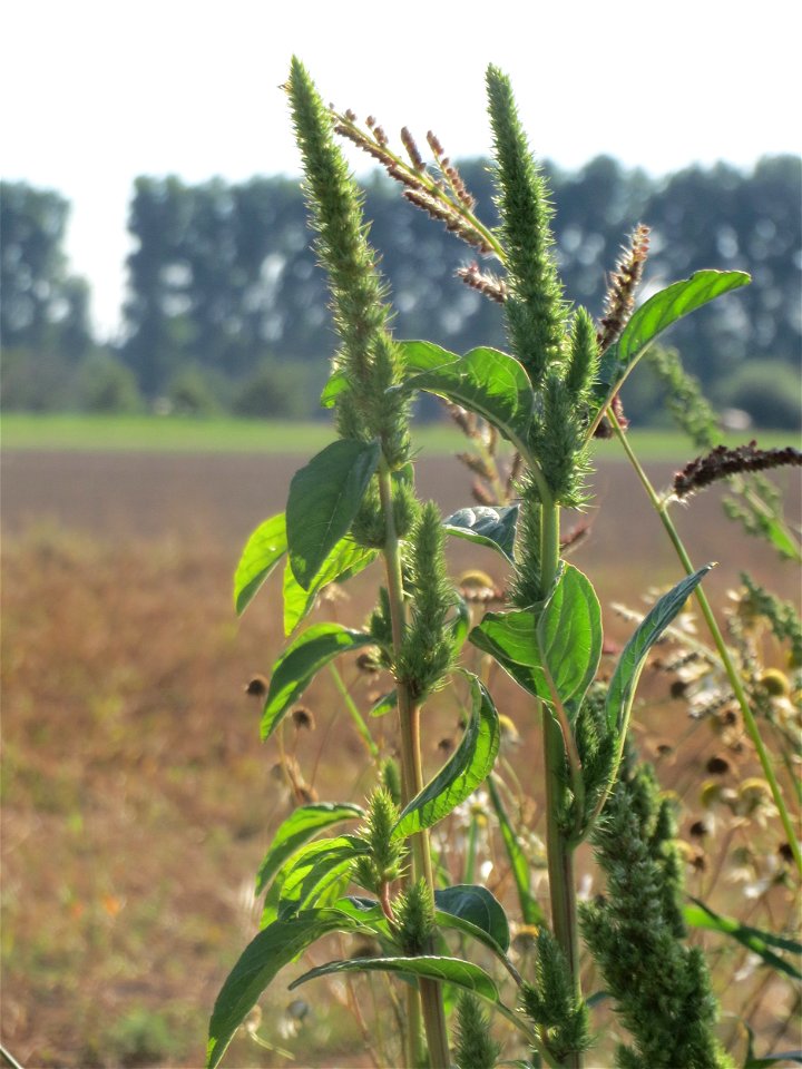 Grünähriger Amarant (Amaranthus powellii) bei Reilingen - eingeschleppt aus Südamerika