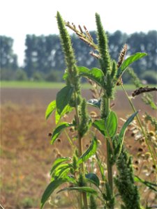 Grünähriger Amarant (Amaranthus powellii) bei Reilingen - eingeschleppt aus Südamerika