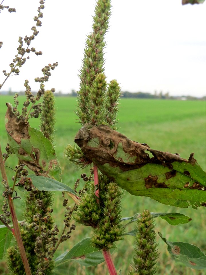 Grünähriger Fuchsschwanz  (Amaranthus powellii) im Hockenheimer Rheinbogen - eingeschleppt aus Südamerika