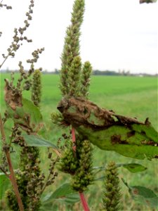 Grünähriger Fuchsschwanz  (Amaranthus powellii) im Hockenheimer Rheinbogen - eingeschleppt aus Südamerika