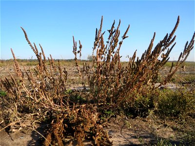 Zurückgebogener Amarant oder Acker-Fuchsschwanz (Amaranthus retroflexus) auf einem Kürbisacker bei Reilingen