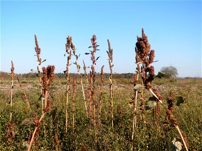Zurückgebogener Amarant oder Acker-Fuchsschwanz (Amaranthus retroflexus) auf einem Kürbisacker bei Reilingen
