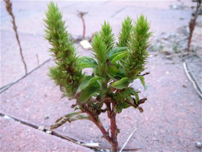 Zurückgebogener Amarant (Amaranthus retroflexus) am Messplatz in Hockenheim