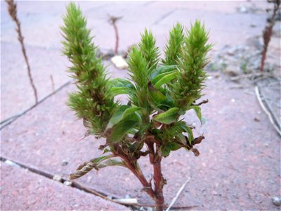 Zurückgebogener Amarant (Amaranthus retroflexus) am Messplatz in Hockenheim photo