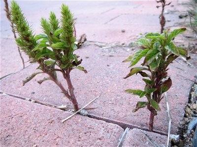 Zurückgebogener Amarant (Amaranthus retroflexus) am Messplatz in Hockenheim photo