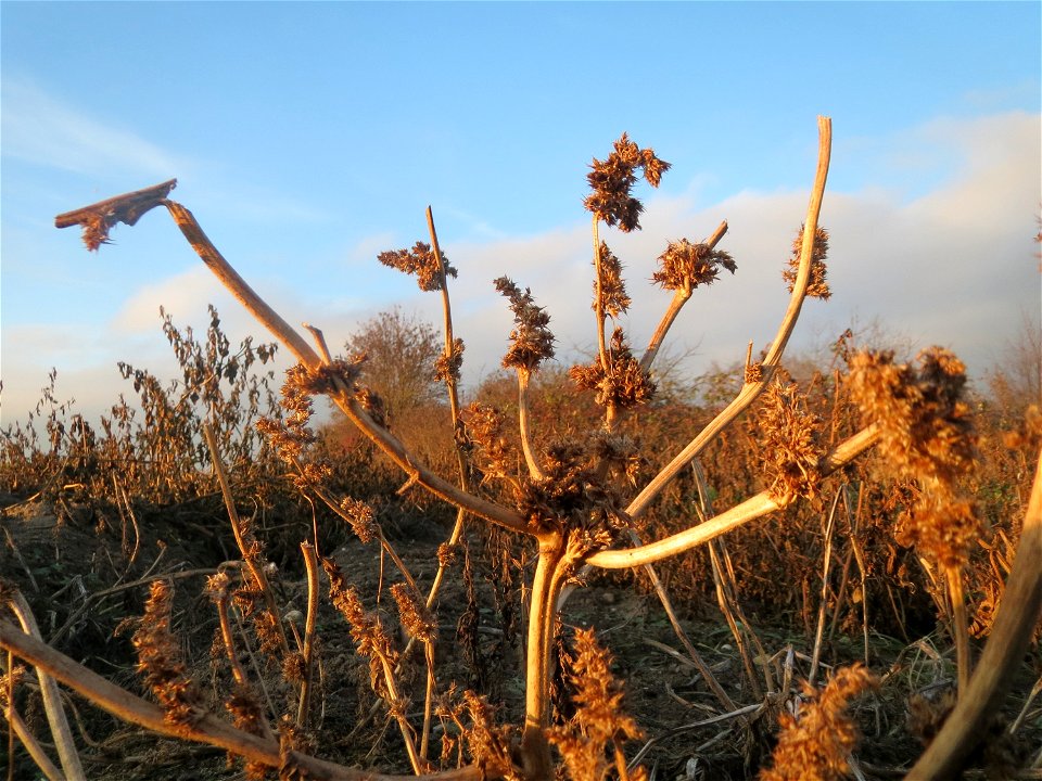 Mumienbotanik: Zurückgebogener Amarant oder Acker-Fuchsschwanz (Amaranthus retroflexus) in Hockenheim - invasiv am Ackerrand, typischer Neophyt auf Sandböden, oftmals in Gemeinschaft mit Beifuß, Gänse