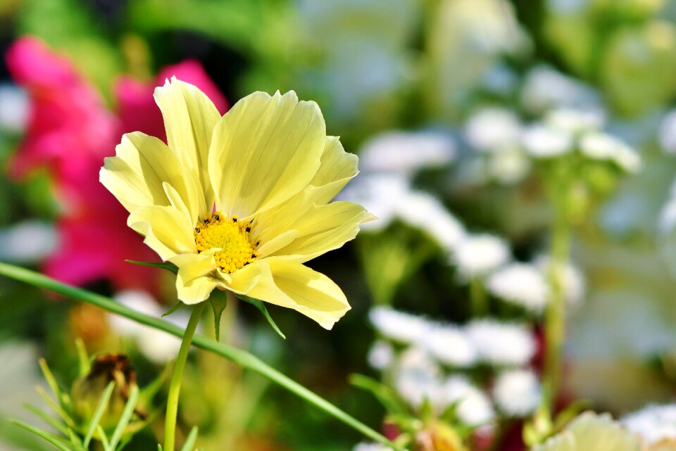 Cosmos blossom bloom