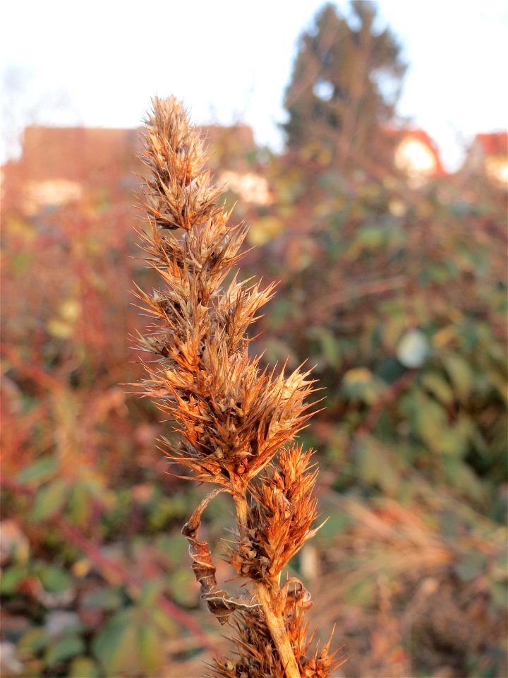 Mumienbotanik: Zurückgebogener Amarant oder Acker-Fuchsschwanz (Amaranthus retroflexus) in Hockenheim