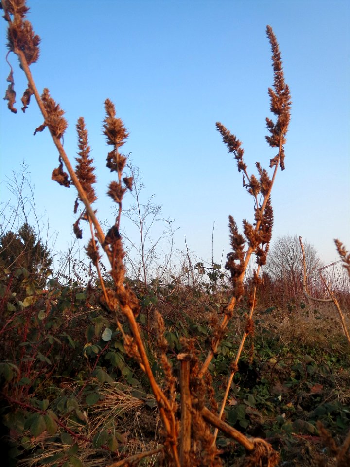 Mumienbotanik: Zurückgebogener Amarant oder Acker-Fuchsschwanz (Amaranthus retroflexus) in Hockenheim
