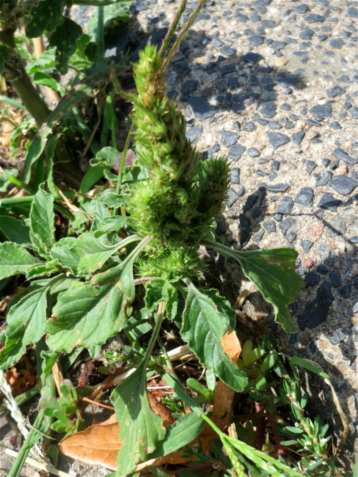 Ritzenbotanik: Zurückgebogener Amarant oder Acker-Fuchsschwanz (Amaranthus retroflexus) an einer Bordsteinkante in Hockenheim
