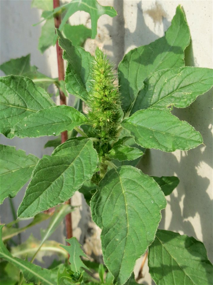 Ritzenbotanik: Zurückgebogener Amarant oder Acker-Fuchsschwanz (Amaranthus retroflexus) in Hockenheim