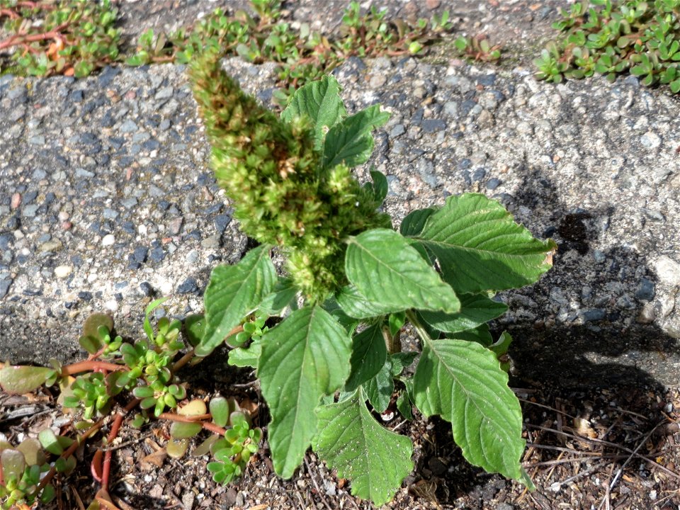 Ritzenbotanik: Zurückgebogener Amarant oder Acker-Fuchsschwanz (Amaranthus retroflexus) in einem Rinnstein in Hockenheim