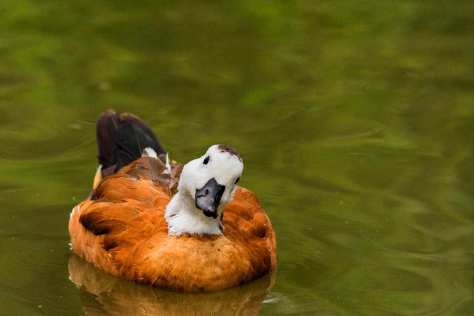 Natural nature duck