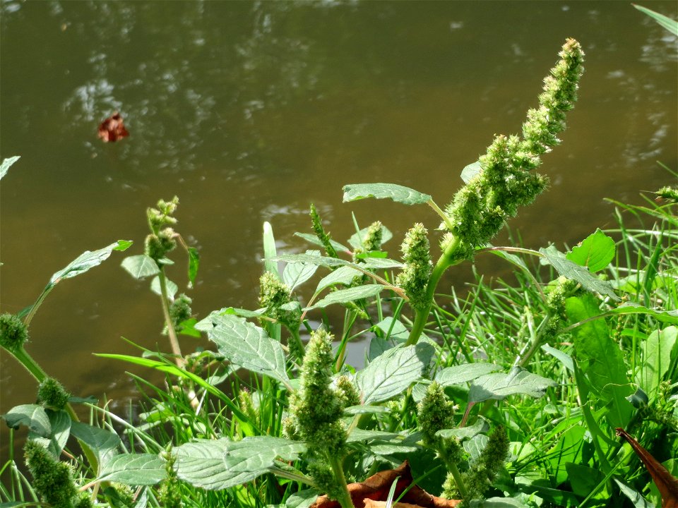 Zurückgebogener Amarant oder Acker-Fuchsschwanz (Amaranthus retroflexus) am Zähringer Kanal (Leimbach) in Schwetzingen