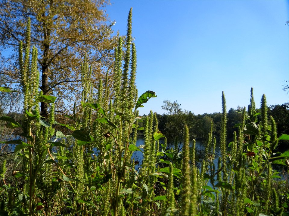 Grünähriger Amarant (Amaranthus powellii) am Hockenheimer Baggersee in der Schwetzinger Hardt - eingeschleppt aus Südamerika