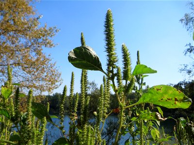 Grünähriger Amarant (Amaranthus powellii) am Hockenheimer Baggersee in der Schwetzinger Hardt - eingeschleppt aus Nordamerika