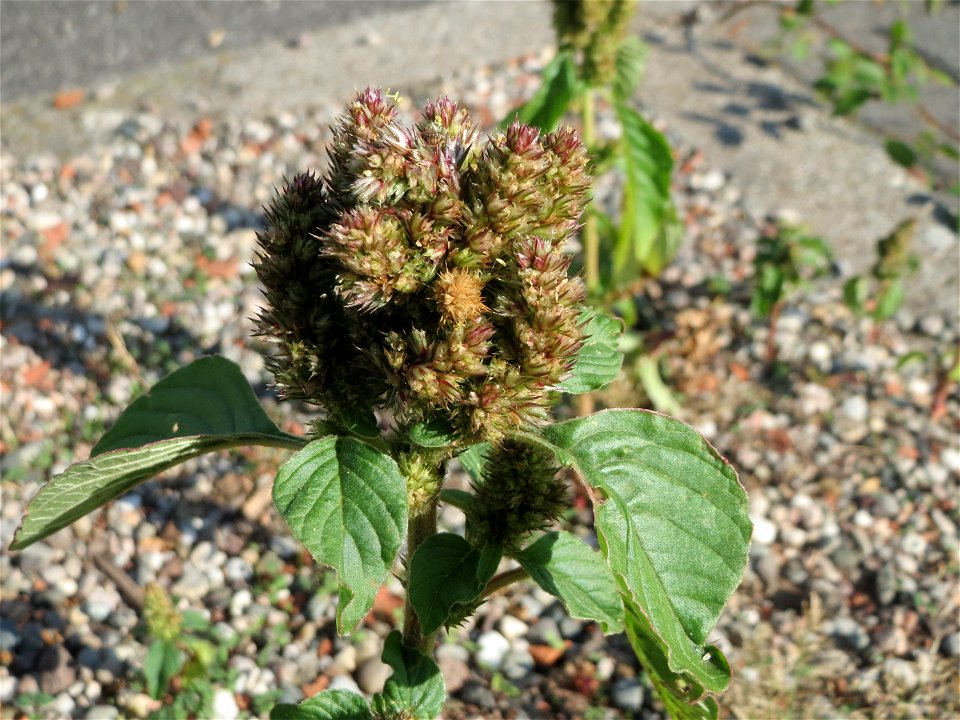 kümmerlicher Zurückgebogener Amarant oder Acker-Fuchsschwanz (Amaranthus retroflexus) auf einem Kisbett in Schwetzingen - eingeschleppt aus Nordamerika