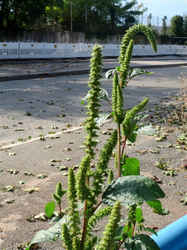 Grünähriger Fuchsschwanz  (Amaranthus powellii) auf einer Ruderalfläche in Waghäusel - eingeschleppt aus Südamerika