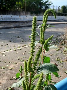 Grünähriger Fuchsschwanz  (Amaranthus powellii) auf einer Ruderalfläche in Waghäusel - eingeschleppt aus Südamerika