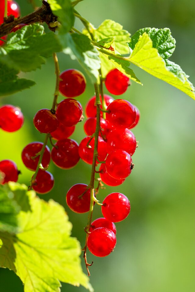 Currant fruits berries