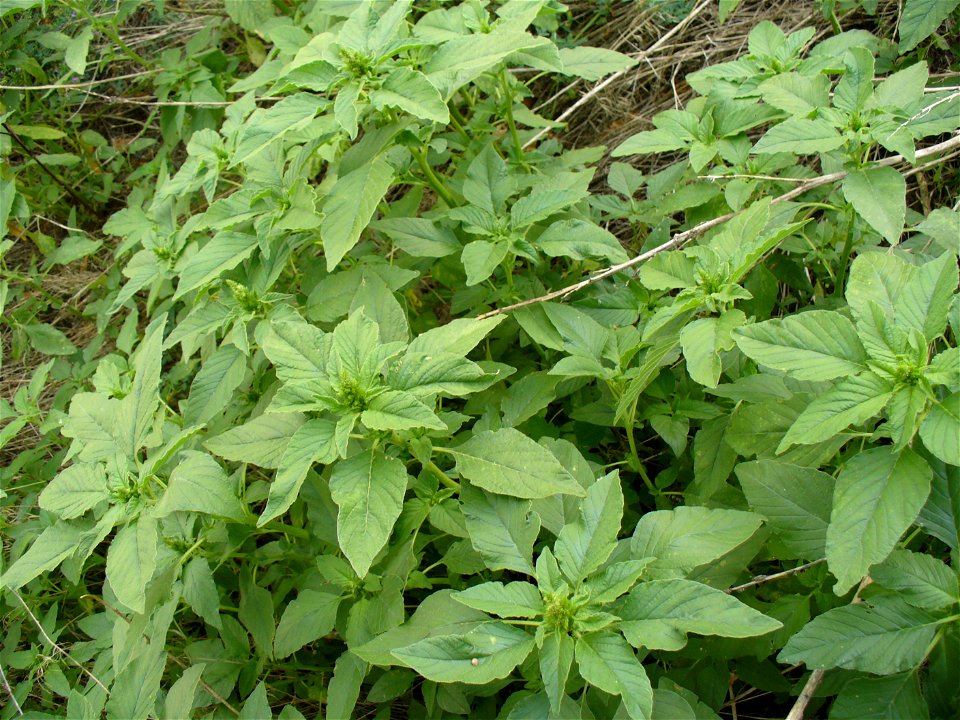 Amaranthus reflexus