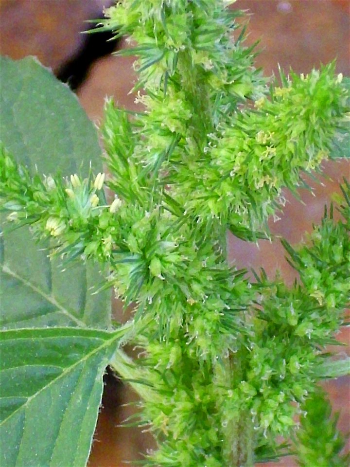 Amaranthus retroflexus inflorescence close up, Sierra Madrona, Spain