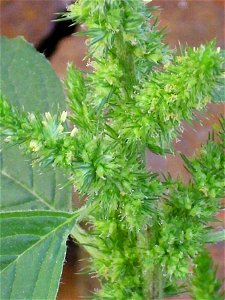 Amaranthus retroflexus inflorescence close up, Sierra Madrona, Spain